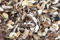牛肝菌碎片價(jià)格
