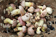 新鮮牛肝菌價(jià)格