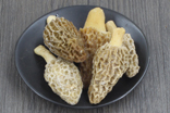 冰凍羊肚菌批發(fā)價格