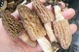 新鮮野生羊肚菌價格