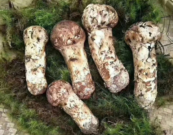 新鮮松茸
