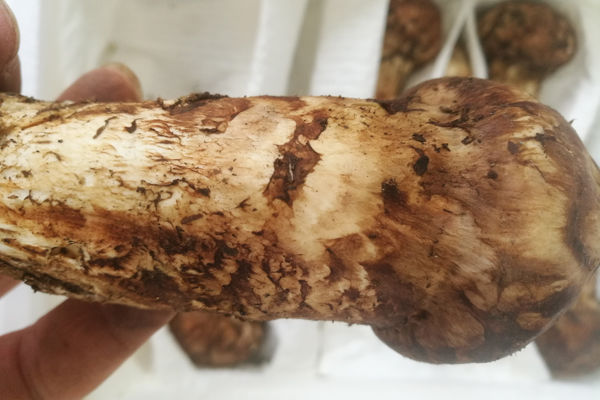 小金松茸