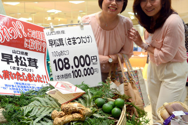 日本松茸價(jià)格多少錢一斤，為什么那么貴