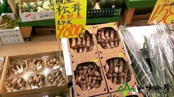日本松茸價格