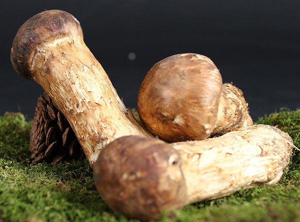 長(zhǎng)白山新鮮松茸價(jià)格
