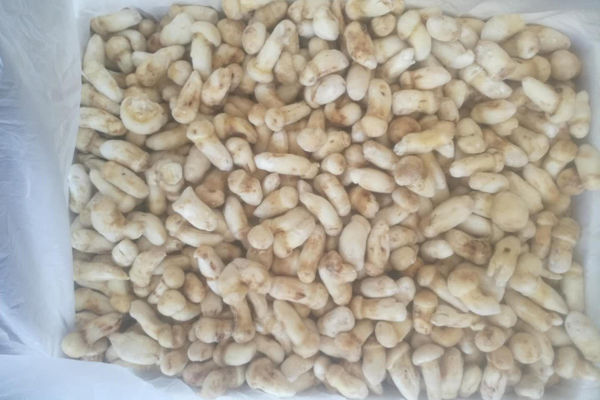 冰凍松茸產(chǎn)期保存方法