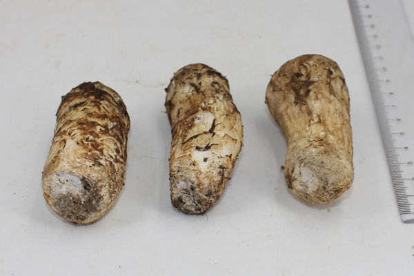 5-7cm新鮮松茸