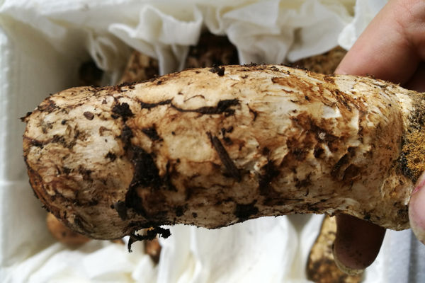 大連松茸價(jià)格多少錢一斤，大連哪里有松茸賣