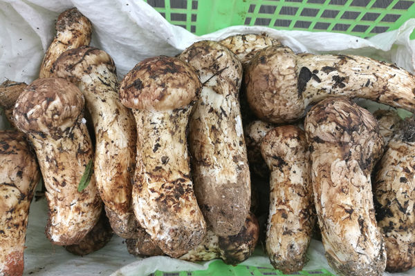 廣州新鮮松茸價格