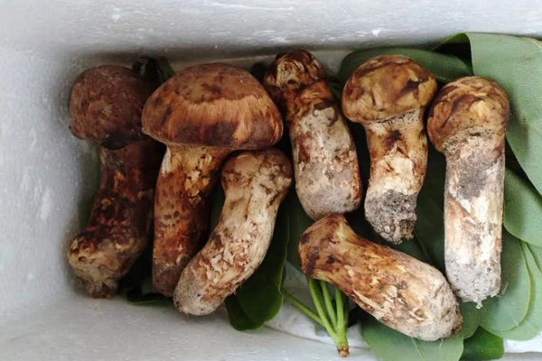 2019第一波松茸
