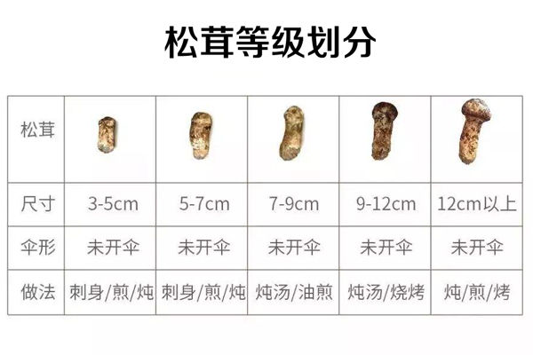 松茸等級劃分
