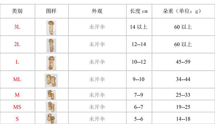 松茸國際等級劃分圖一