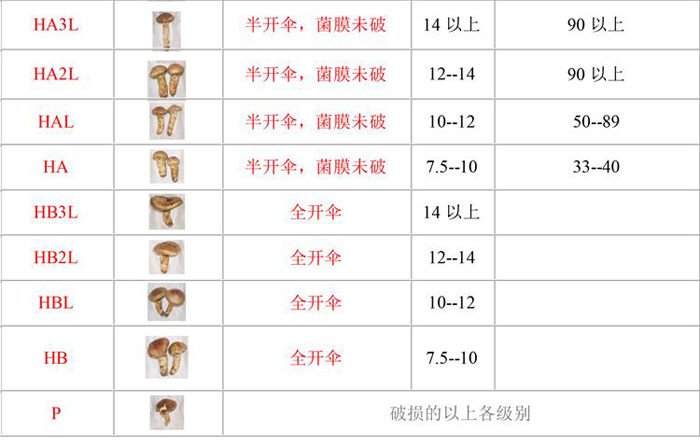 松茸國際等級劃分圖二