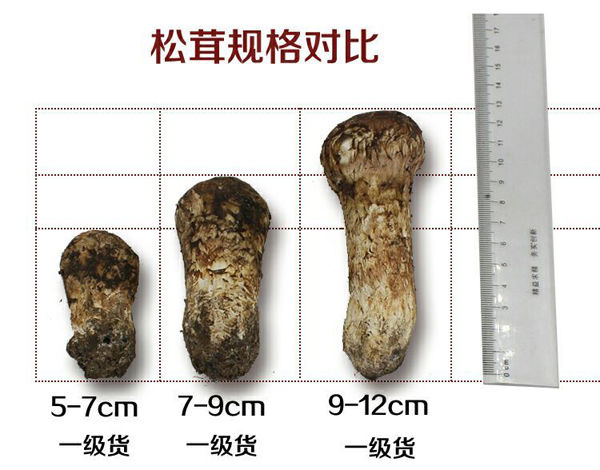 國內(nèi)松茸等級劃分