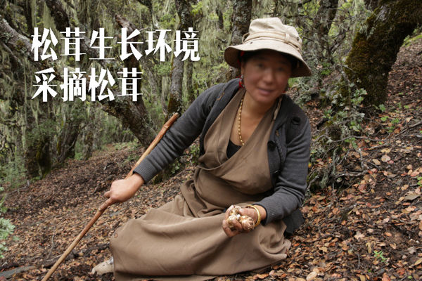 西藏林芝松茸生長(zhǎng)環(huán)境