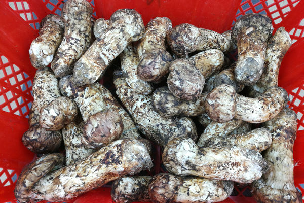 深圳松茸價(jià)格多少錢一斤-深圳哪里有松茸賣
