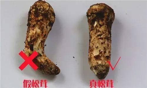 花松茸和松茸的區(qū)別圖