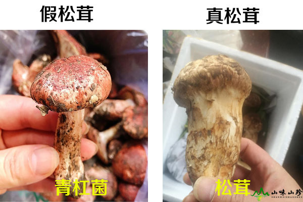 吃松茸會發(fā)苦嗎