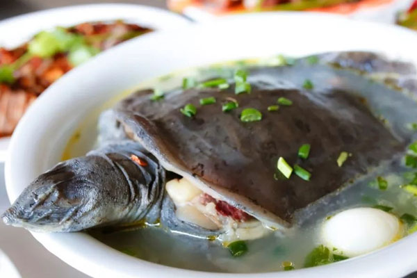 新鮮松茸甲魚湯的食用禁忌