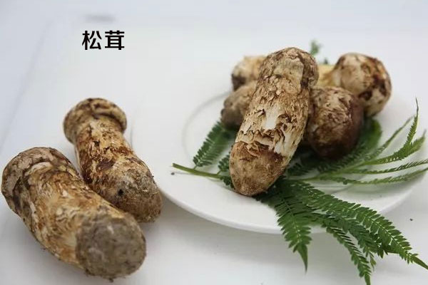 松茸與松蘑生長環(huán)境要求的區(qū)別