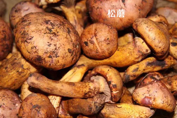 松茸與松蘑的外形區(qū)別