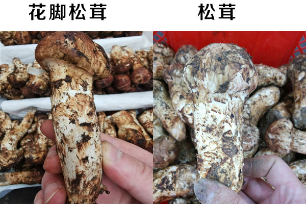 花腳松茸和松茸的區(qū)別