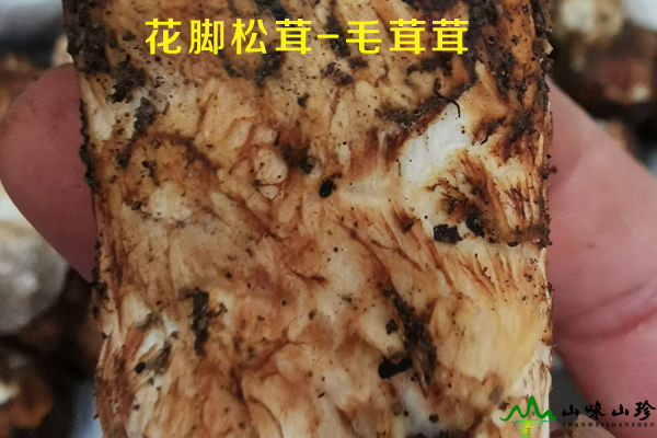花腳松茸外觀