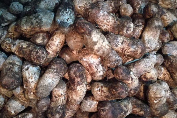 成都松茸價格多少錢一斤,四川成都松茸批發(fā)市場在哪里