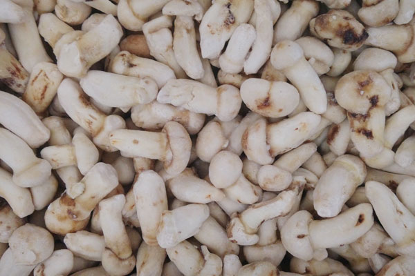 杭州冰凍松茸多少錢(qián)一斤