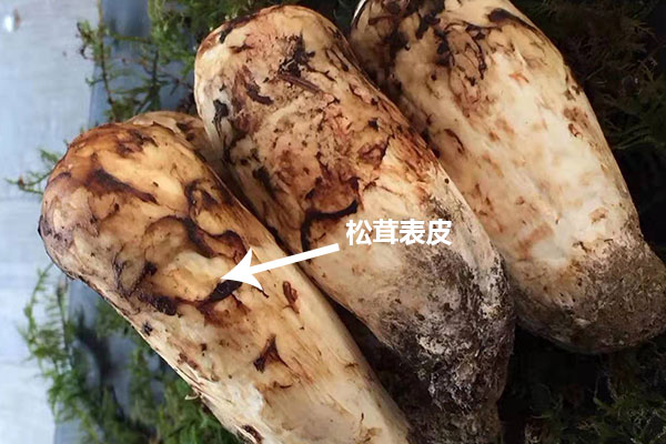 新鮮松茸的表皮可以吃嗎