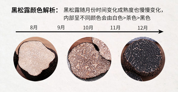 黑松露什么時候上市