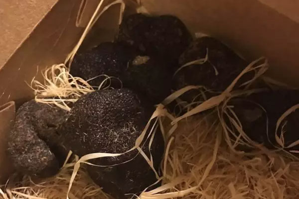 感冒可以吃黑松露嗎，發(fā)燒發(fā)熱喝松露雞湯好嗎