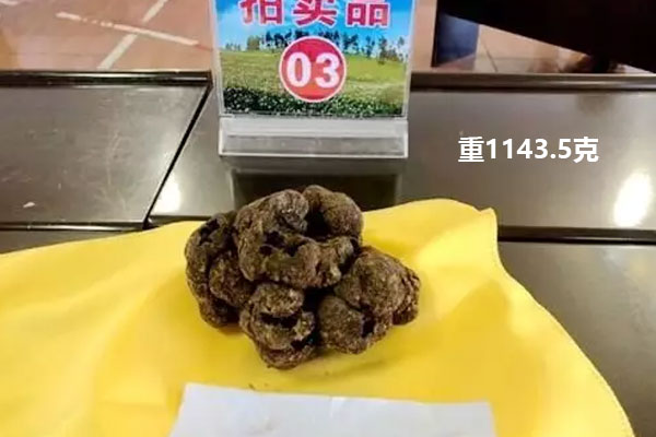 中國(guó)松露生長(zhǎng)分布圖