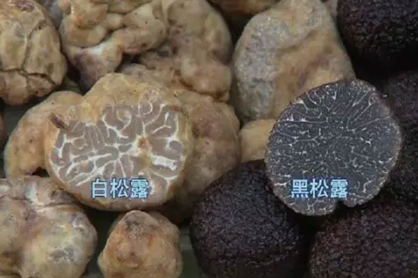 松露主要生長在海拔多少米的地方