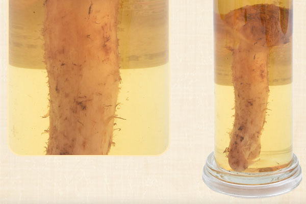 松茸泡酒能放幾年