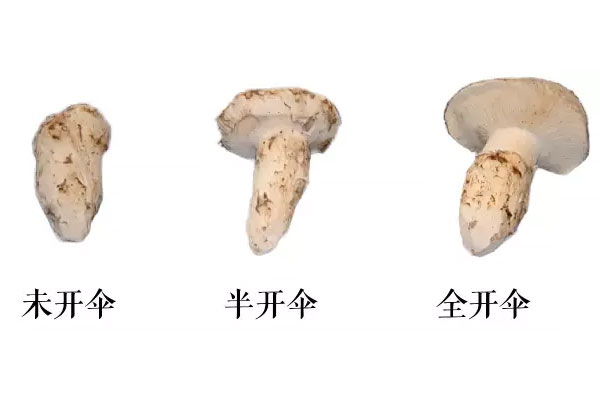 開(kāi)傘的松茸營(yíng)養(yǎng)不好嗎