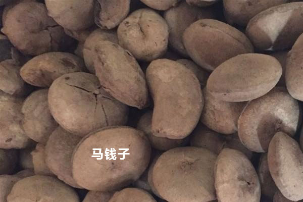 嚴禁用來泡酒的中藥材