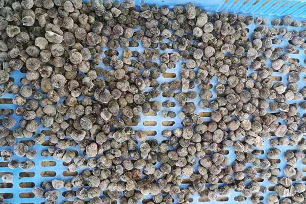 鄭州冰凍黑松露價(jià)格