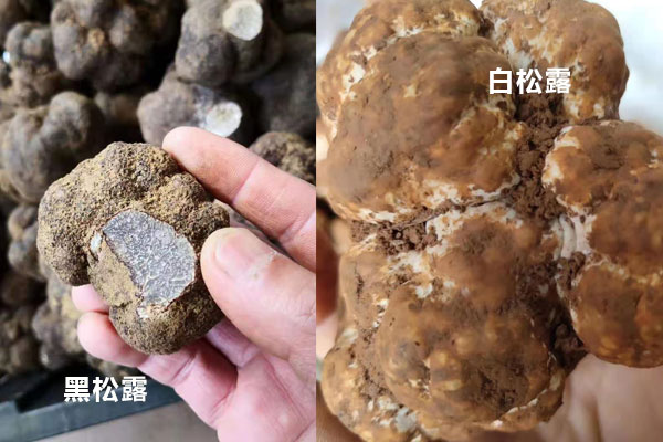 白松露和黑松露的有哪些區(qū)別