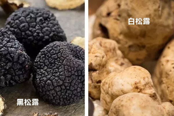 白松露和黑松露哪個香味更高