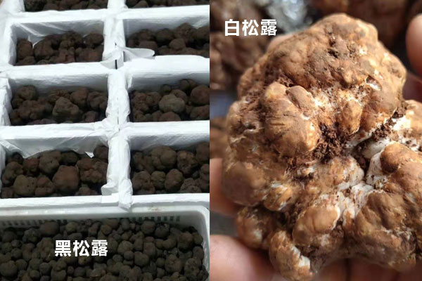 白松露和黑松露哪個比較貴