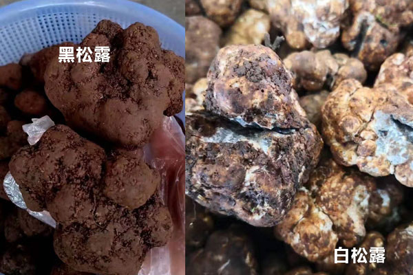 黑松露和白松露相比哪個(gè)保質(zhì)期更長(zhǎng)