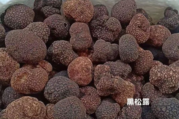 新鮮黑松露的保存時(shí)間