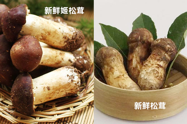 分辨姬松茸和松茸的方法