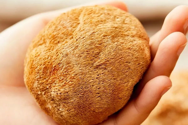 猴頭菇和松茸哪個(gè)營(yíng)養(yǎng)價(jià)值高