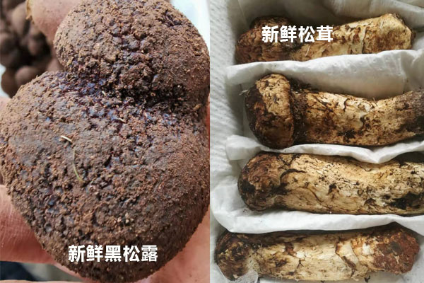 黑松露跟松茸是一回事嗎