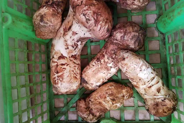 怎樣清洗新鮮松茸不會(huì)損壞菇身