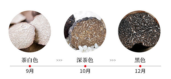 黑松露價格