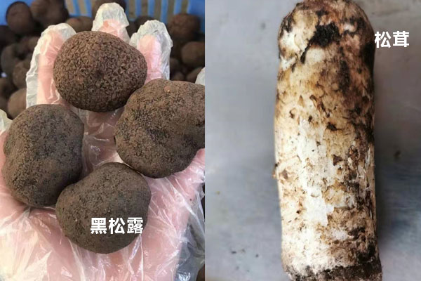 松茸跟松露是不是同一個品種