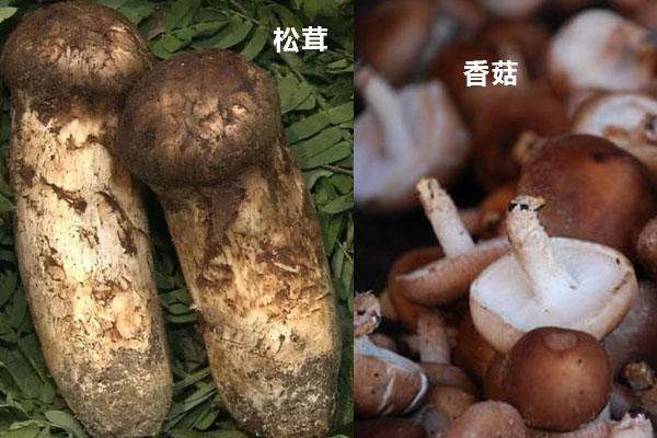 松茸與香菇有哪些營(yíng)養(yǎng)價(jià)值